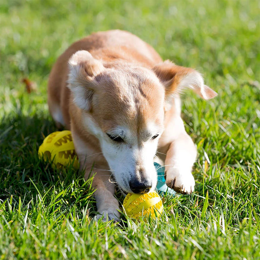 Balle pour chien à mâcher