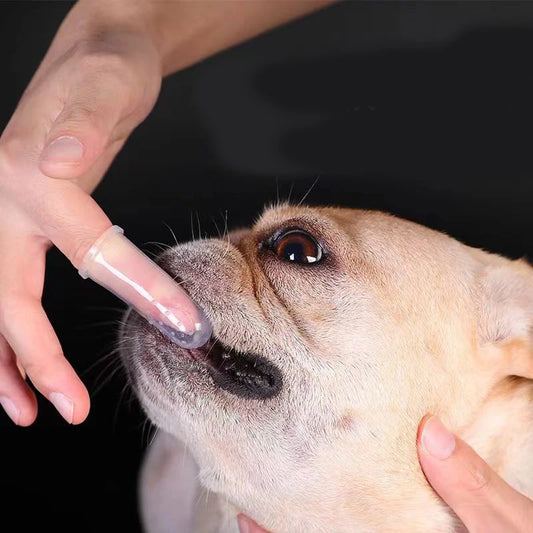 Mini Brosse à Dents pour Chien